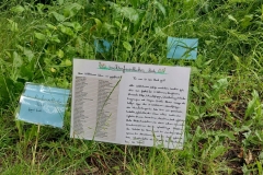 2026-insektenfreundlichesBlumenbeet02