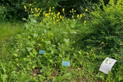 2026-insektenfreundlichesBlumenbeet03